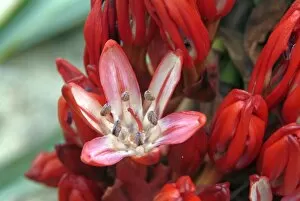 Flowers Gallery: Doryanthes palmeri