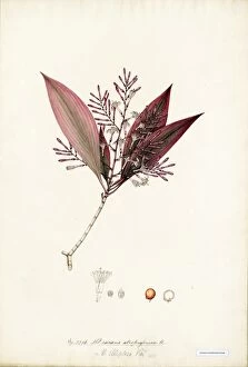 Water Colour Collection: Dracaena atropurpurea, Roxb. (D.elliptica)