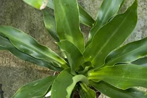 Endangered plants Collection: Dracaena bueana