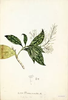 Water Colour Gallery: Dracaena maculata, R