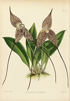 Plant Structure Gallery: Dracula chimaera (Vampire orchid), 1882-1897