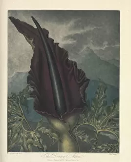 Botanical Illustration Gallery: The Dragon Arum, ca 1801-1807