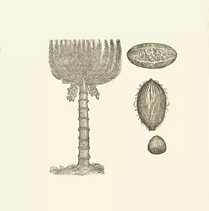 Botanical Art Gallery: Drunken date palm from Gerard The Herball, 1636