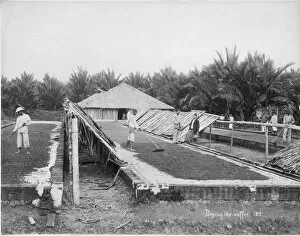 Monochrome Collection: Drying coffee in the Straits Settlements, Southeast Asia, 1899
