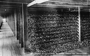 History Gallery: Drying or withering tea leaves