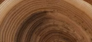 Wood Gallery: Dwarf sumac