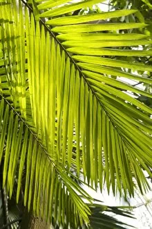 Palm Gallery: Dypsis leptocheilos palm leaf