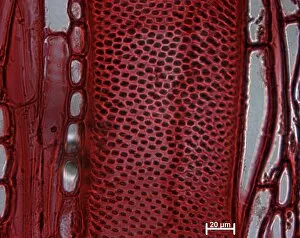 Under the microscope Collection: Dysoxylum fraserianum