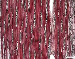 Microscopic Images Collection: Dysoxylum fraserianum