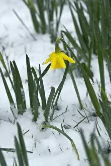 Winter Gallery: an early daffodil
