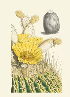 Yellow Flower Gallery: Echinocactus platyacanthus, 1850