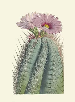 Cactus Gallery: Echinocactus rhodophthalmus, 1850