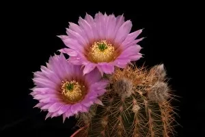 Cacti Flower Gallery: Echinocereus baileyi var. brunispinus