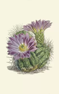 Wh Fitch Collection: Echinocereus cinerascens, 1848