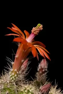Orange Flower Gallery: Echinocereus klapperi