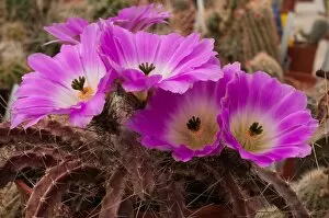 Cacti Flower Collection: Echinocereus pamanesiorum