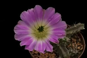 Cacti Flower Collection: Echinocereus pentalophus