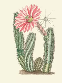 Botanical Drawing Gallery: Echinocereus scheeri, 1906