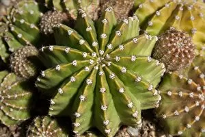 Plants and Fungi Gallery: Echinopsis oxygona