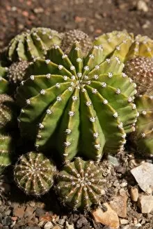 Cactaceae Collection: Echinopsis oxygona