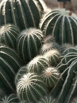 Cacti Collection: Echinopsis spiniflora