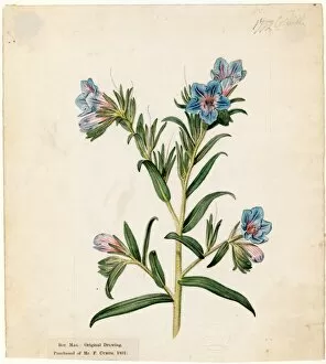 Botanical Art Gallery: Echium fruticosum, Jacq. (┼Æ.) minor ( Lesser shrubby Viper s-Bu
