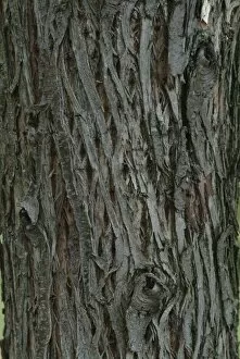 Trees and Shrubs Collection: Elaeagnus angustifolia var elliptica