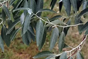 Tree Gallery: Elaeagnus angustifolia var elliptica