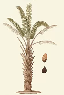 Palm Leaves Gallery: Elaeis guineensis, 780-1781