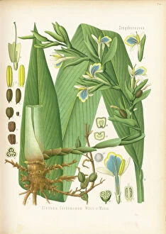 Watercolors Gallery: Elettaria cardamomum, cardamom