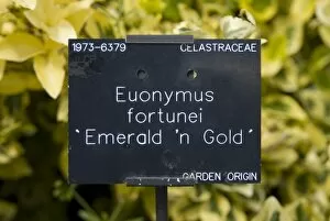 Emerald n Gold