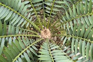 Foliage Collection: Encephalartos lebomoensis