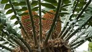 Kew Living Collection: Encephalartos woodii