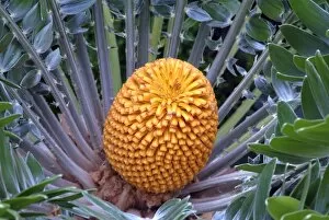 Cone Collection: Encephalartos, woodii cone