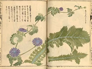 Tokugawa Era Collection: Endive (Cichorium endivia), woodblock print and manuscript on paper, 1828