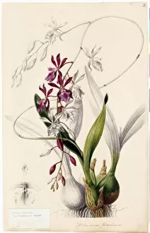 Orchidaceae Collection: Epidendrum phoeniceum, 1838