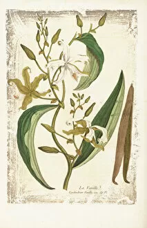 Botany Gallery: Epidendrum vanille, 1774