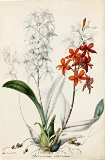 Orange Collection: Epidendrum vitellinum, 1838