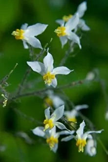 Berberidaceae Collection: Epimedium brevicornum