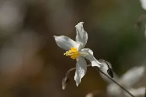 Epimedium brevicornum