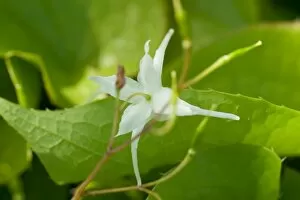 Berberidaceae Collection: Epimedium grandiflorum