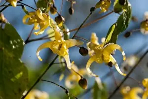 Berberidaceae Gallery: Epimedium hunanense