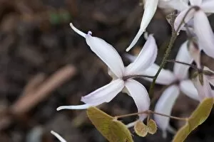 Berberidaceae Collection: Epimedium leptorrhizum