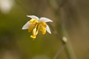 Berberidaceae Collection: Epimedium myrianthum
