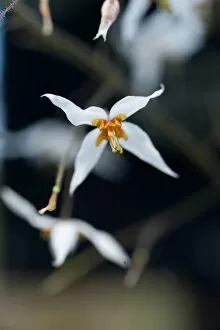 White Gallery: Epimedium pubescens