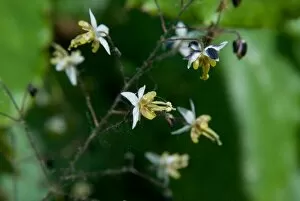 Berberidaceae Gallery: Epimedium saggitatum