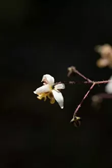 Berberidaceae Gallery: Epimedium sagittatum