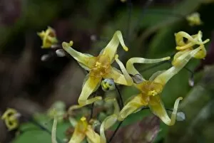 Yellow Flower Gallery: Epimedium wushanense