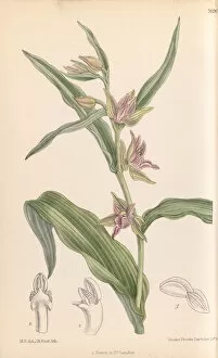 Orchids Collection: Epipactis gigantea (Chatterbox orchid), 1899