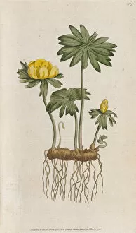 Botanical Art Gallery: Eranthis hyemalis, 1787